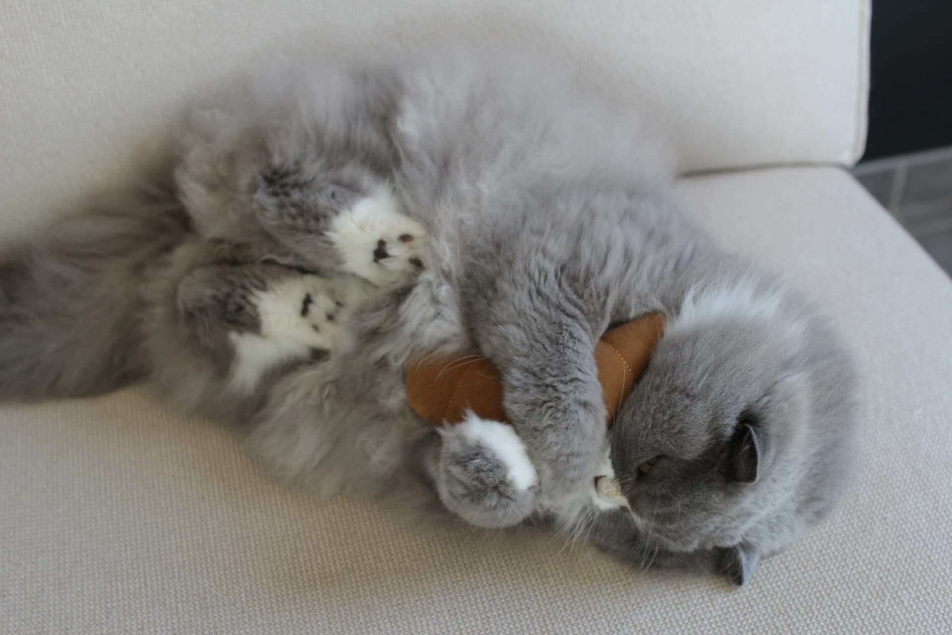 Pookie spielt mit Le Croissant